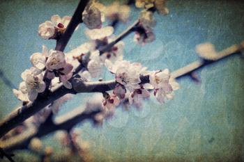 Vintage apple-tree flowers at spring
