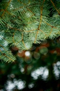 Close up of spruce branch, shallow depth of field.