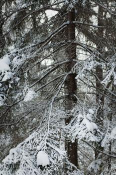Winter forest closeup shot