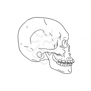Human skull, side view. Hand drawn line art vector illustration. 