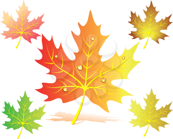 Set of five autumn falling  maple leaves