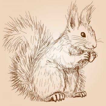 Cute fluffy squirrel with a nut