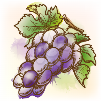 Grape. Original vector illustration, imitation of watercolor painting