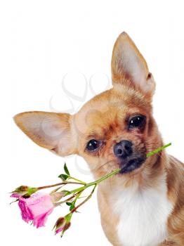 Chihuahua dog with rose isolated on white background