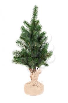 fir tree for Christmas isolated on white background