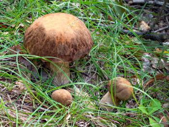 Group of the three Oak Mushrooms in the green grass