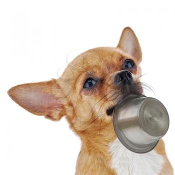 Red chihuahua dog with bowl isolated on white background. Closeup.