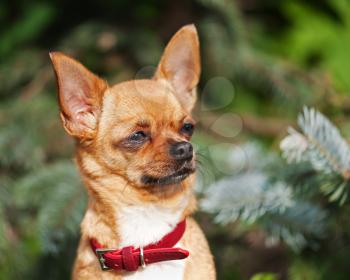 Red chihuahua dog on garden background. Selective focus.