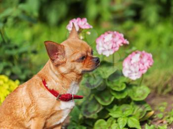 Red chihuahua dog on garden background. Selective focus.