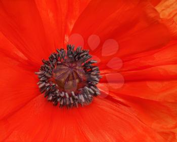 Macro shot of single red poppy. Closeup.