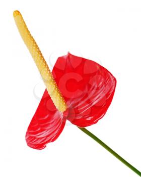 Red anthurium flower isolated on white background. Closeup.