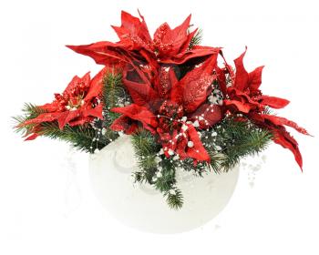 Poinsettia Plant with spruce branches in vase isolated on white background. Closeup.