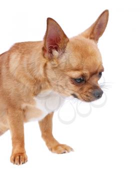 Chihuahua dog isolated on white background. Closeup.