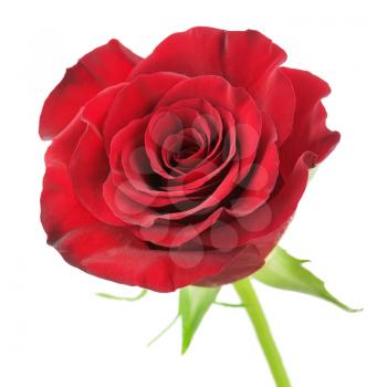 Red rose isolated on white background. Closeup.
