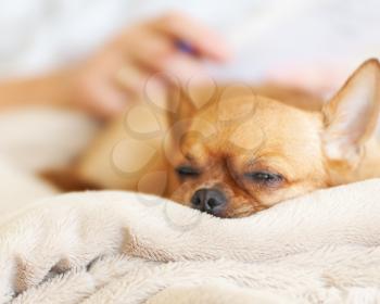 Sleeping red chihuahua dog on beige background. Closeup.