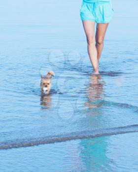 Woman legs and red chihuahua dog in sea water.