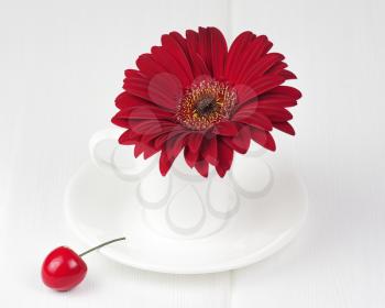 Red gerbera flower in cup and sauce on white wooden background. Closeup.