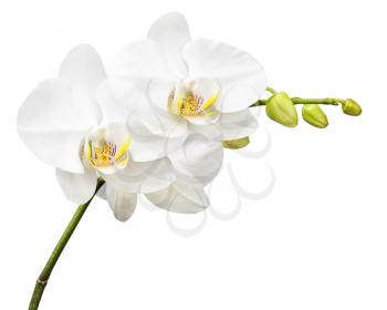 Three day old white orchid isolated on white background. Closeup.