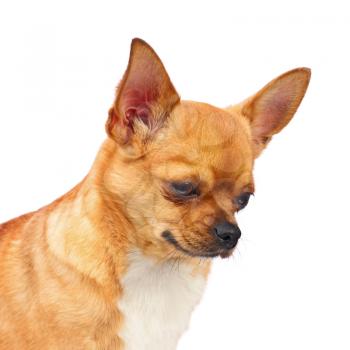 Chihuahua dog isolated on white background. Closeup.