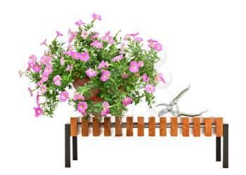 Pink petunia flowers in flowerpot on wooden bench with garden accessories isolated on white background.