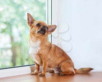 Red chihuahua dog sitting on window sill and looks into the distance.