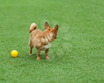 Red chihuahua dog on green grass. Selective focus.