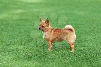 Red chihuahua dog on green grass. Selective focus.