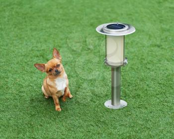 Red chihuahua dog siting on green grass near solar powered lamp.