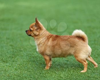 Red chihuahua dog on green grass. Selective focus.