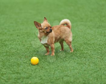 Red chihuahua dog on green grass. Selective focus.