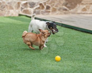 Red Chihuahua and Jack Russel Terrier dogs on green grass. Closeup.