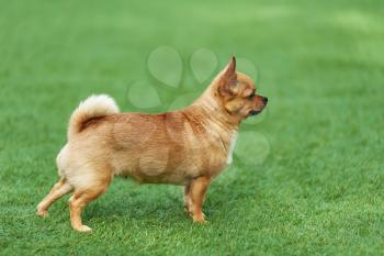 Red chihuahua dog on green grass. Selective focus.