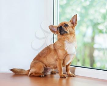 Red chihuahua dog sitting on window sill and looks into the distance.