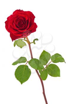 Red rose with leaves isolated on white background. Closeup.