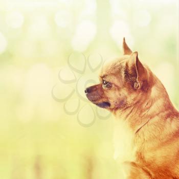 Red Chihuahua Dog Standing on Window Sill and Looks into Distance. With Retro Effect Filter.