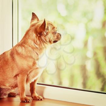 Red Chihuahua Dog Standing on Window Sill and Looks into Distance. With Retro Effect Filter.