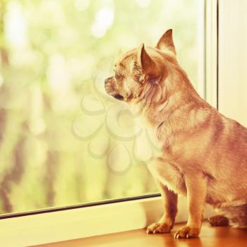 Red Chihuahua Dog Standing on Window Sill and Looks into Distance. With Retro Effect Filter.