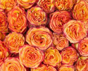 Colorful flower bouquet from yellow red roses for use as background. Closeup.