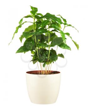 Coffee tree (Arabica Plant) in flower pot isolated on white background. Closeup.