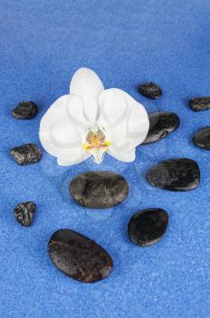 Black spa stones and white orchid flowers over blue background. Closeup.