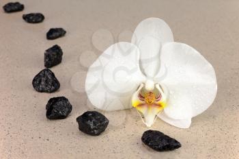 Black spa stones and white orchid flowers over nature background. Closeup.