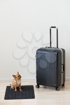 Large family polycarbonate luggage and small chihuahua dog on white wooden background. 