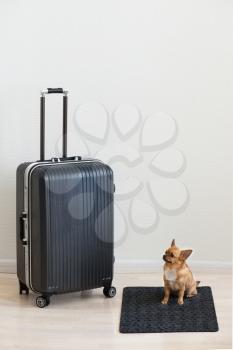 Large family polycarbonate luggage and small chihuahua dog on white wooden background. 