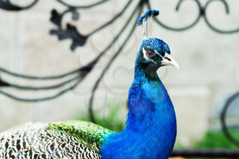 Varicolored peacock bird against the backdrop of an old wrought iron grilles.