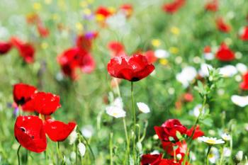 Field of bright red poppy flowers on spring meadow.