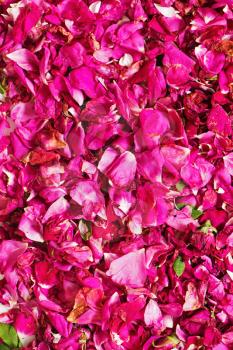 Background of dried pink rose petals for for tea and alternative medicine.