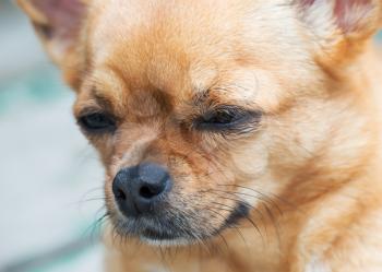 Small purebred red chihuahua dog looks with hope into the distance. Portrait of close-up with very shallow depth of field.