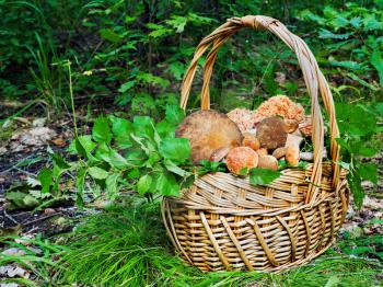 Basket of mushrooms in autumn forest in sunny day. Closeup.