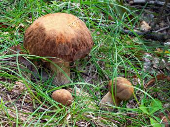 Group of three oak mushrooms in green grass. Closeup.