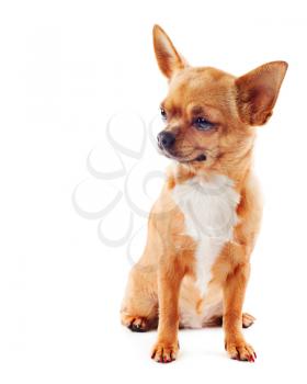 Red chihuahua dog isolated on white background.